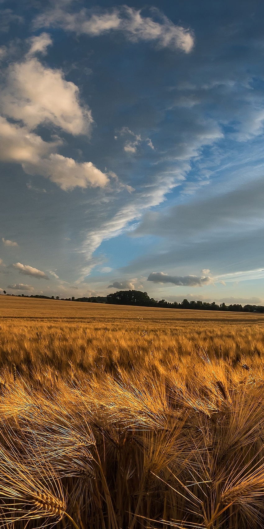 Golden crop, wheat farm, landscape, nature, . Landscape, Countryside landscape, Nature graphy, Farming iPhone HD phone wallpaper