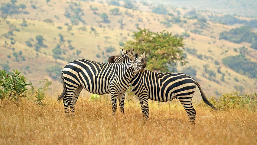 Rwanda Frequently Asked Questions - FAQs - Natural World Safaris HD wallpaper