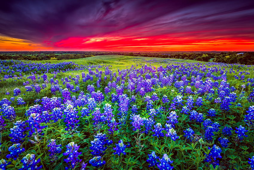 夕暮れ時のブルーボンネットで満たされたテキサスの牧草地、カラフル、ブルーボンネット、テキサス、風景、美しい、空、牧草地、牧草地、美しい、日没 高画質の壁紙