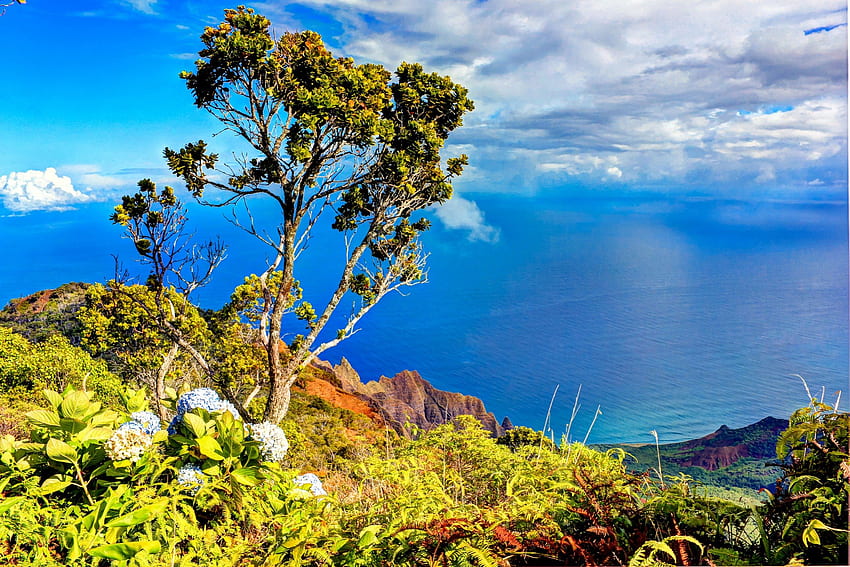 Mirador del valle de Kalalau Kauai Hawái, isla, costa, hawaii, costa, tropical, vista, kalalau, volcánico, cañón, islas, océano, mar, hortensia, exótico, paraíso, mirador, na pali, kauai, árbol, montaña, polinesio, acantilados , valle, vista, flores, polinesia fondo de pantalla