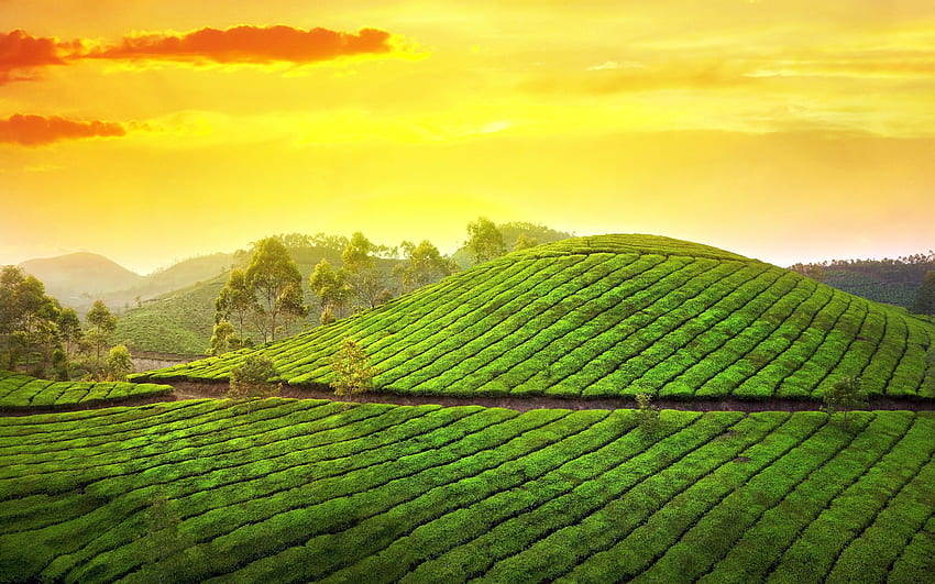 jardim de chá do pôr do sol -, paisagem de chá papel de parede HD