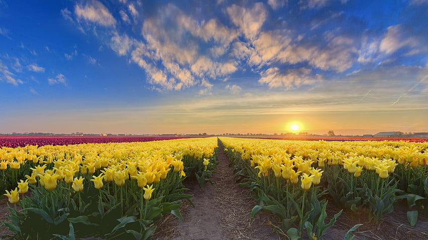 ゴールド サンセット オランダ春の花農園と黄色赤とピンクのチューリップ超テレビ ノート パソコン タブレットと携帯電話 高画質の壁紙