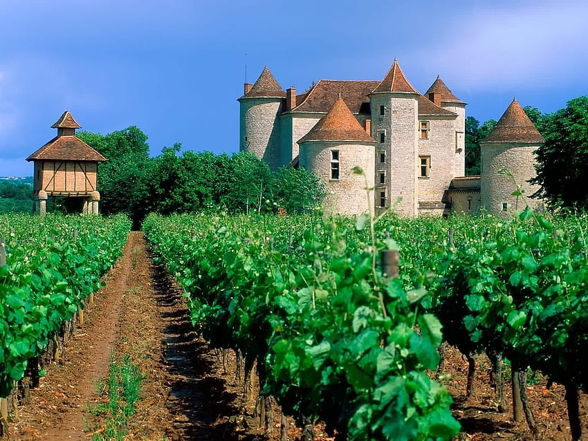 Cahors Wine Trees Castle, Frankreich, Weinberg, Gebäude, Feld, Landschaft HD-Hintergrundbild