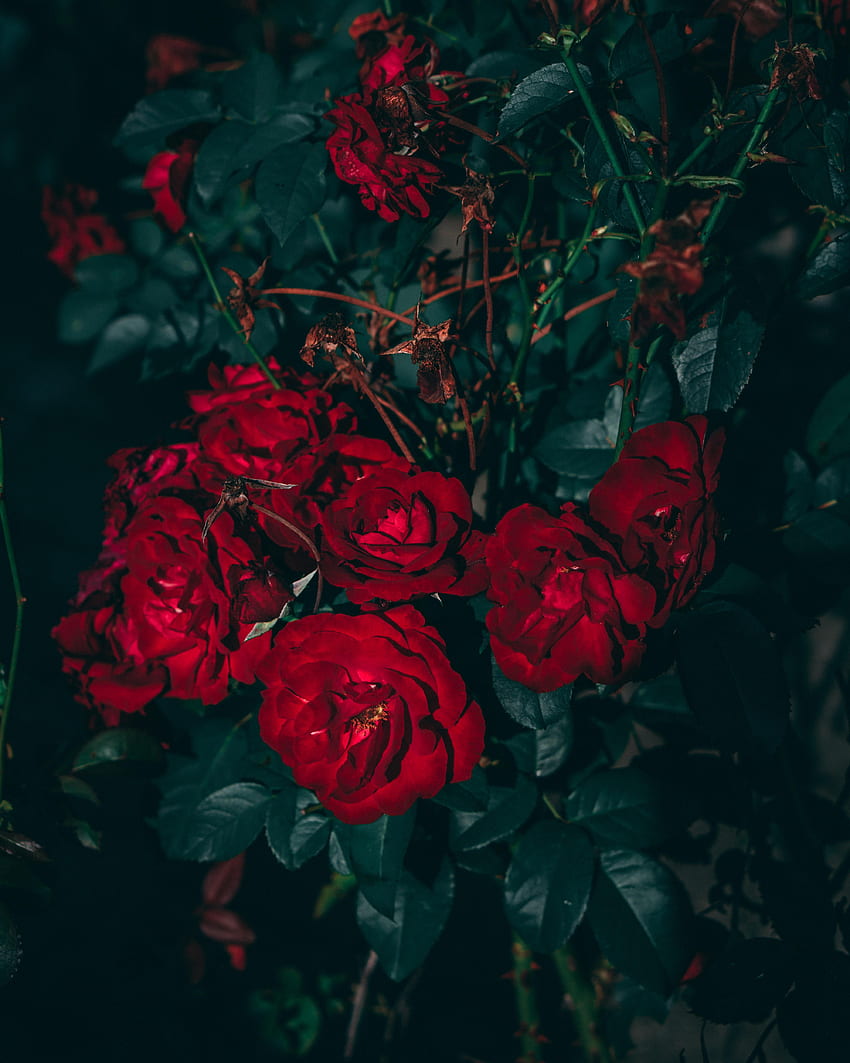 Aesthetic Roses, Red Flower Aesthetic HD phone wallpaper | Pxfuel