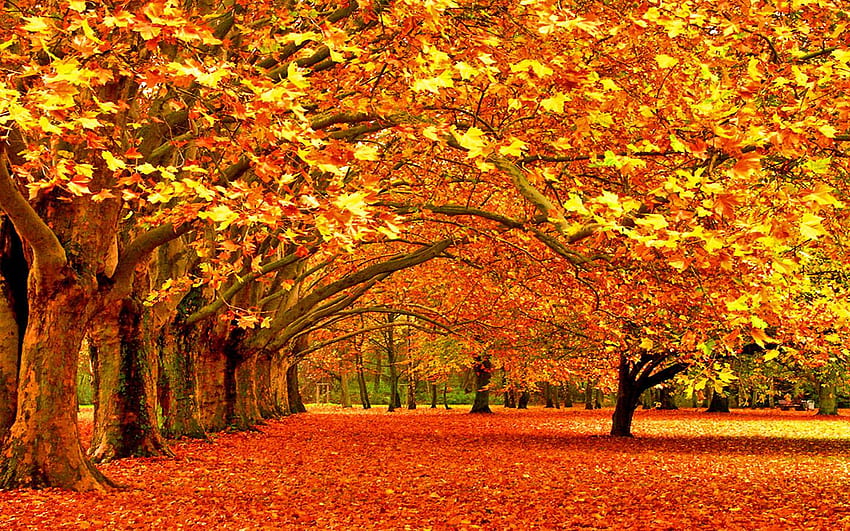 First Day of Fall Background. Holiday , Day of the Dead and Day of the Dead Skull, Plain Autumn HD wallpaper