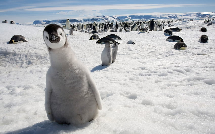 Zwierzęta, ptaki, pingwiny, śnieg, zimno, tłum, dużo Tapeta HD