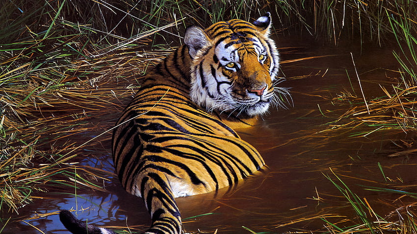 Tiger Wildlife Artwork HD wallpaper