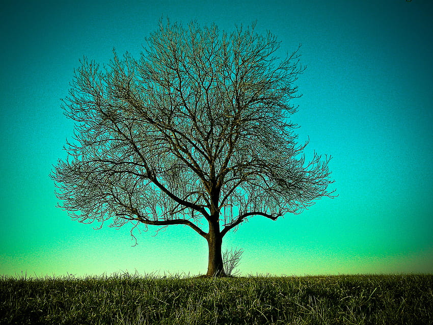 Coquettish.., blue, coquettish, alone, other, nature, tree HD wallpaper