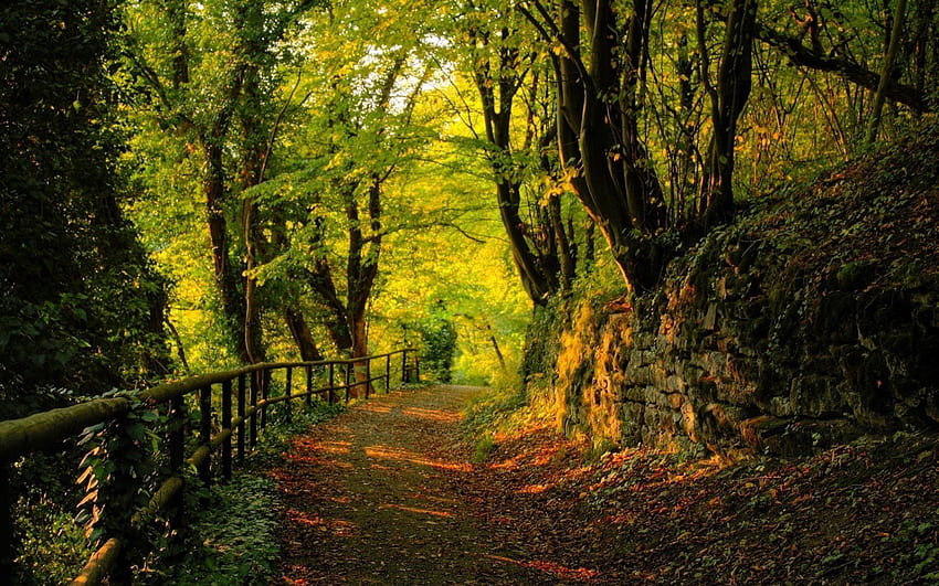 Природа, дървета, камъни, есен, листа, гора, пътека, пътека HD тапет