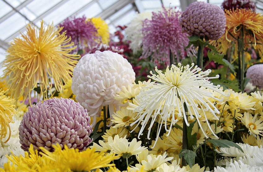 Flowers, Chrysanthemum, Balls, Greenhouse, Asters HD wallpaper