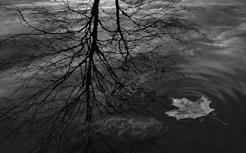 Autumn. Tree Reflexion In A Pool, Autumn, Black And White, Drawed, Sad Black and White HD wallpaper