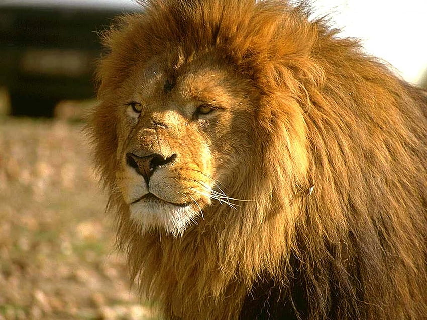 Africa animals lions wildlife HD wallpapers | Pxfuel