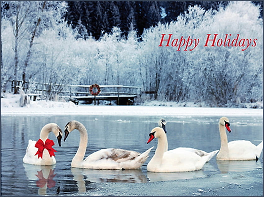 Schwanenweihnachten, Winter, schwimmende Schwäne, schöne Feiertage, See, rote Schleife, Schnee, Brücke, Bäume, Kranz HD-Hintergrundbild