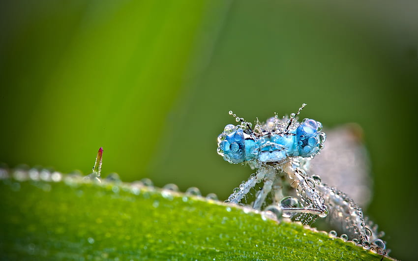 Makro, Insekt, Raureif, Frost, Libelle HD-Hintergrundbild