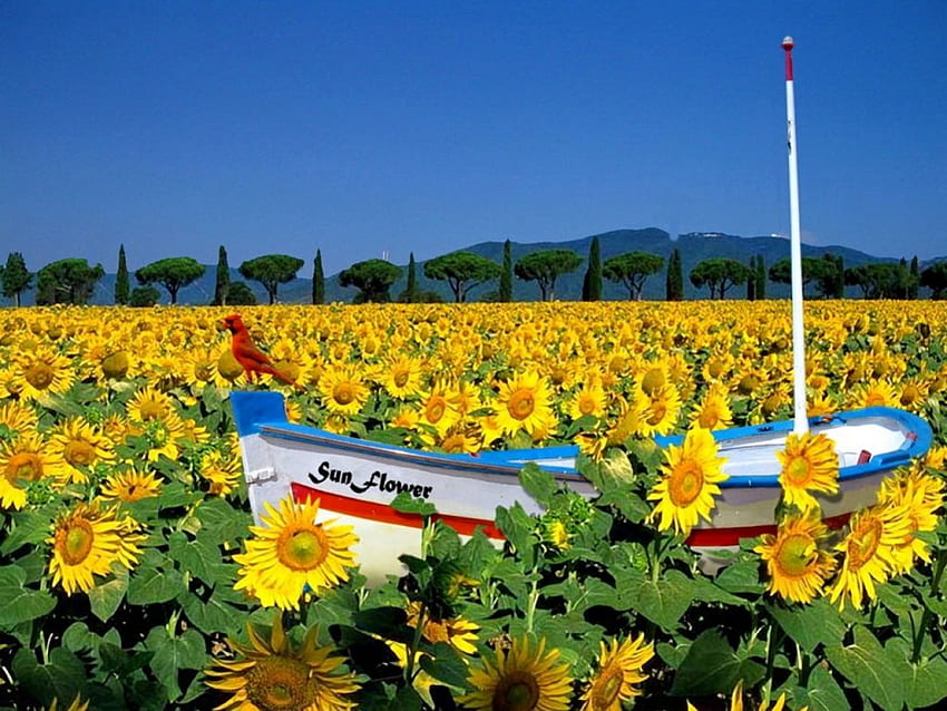 Bidang bunga matahari, perahu, emas, burung, memancing, padang rumput, indah, bagus, bunga matahari, bidang, hijau, kuning, bunga, langit, menyenangkan Wallpaper HD