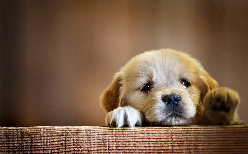 아주 귀여운 작은 강아지 HD 월페이퍼