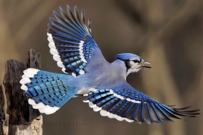 Blue Jay Flying, animal, asas, pássaro, blue jay papel de parede HD
