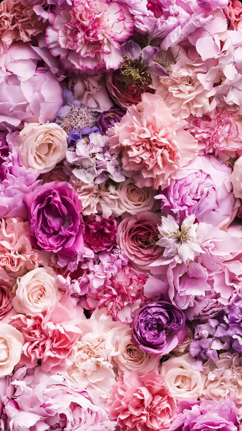 Hoa hồng màu hồng là một biểu tượng của tình yêu và sự lãng mạn. Hãy xem hình ảnh của chúng ta để thưởng thức vẻ đẹp quyến rũ của loài hoa này.