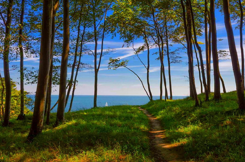 Summer Path, mar, caminho, lindo, grama, verão, nuvens, árvores, Alemanha, floresta papel de parede HD