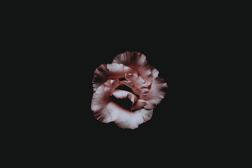 Flower, Dark, Petals, Bud, Minimalism HD wallpaper