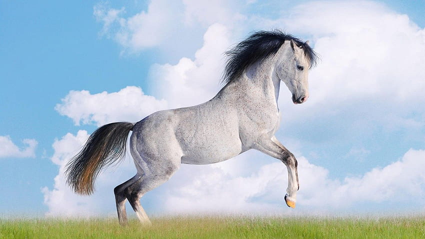 White Horse for windows, Horse Cartoon HD wallpaper | Pxfuel