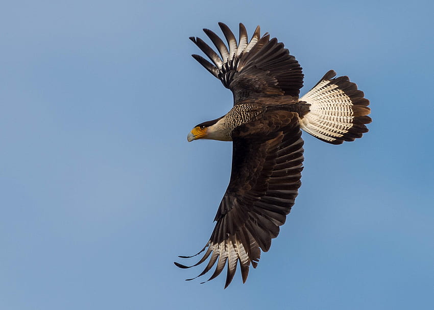 Crested Caracara, animal, caracara, bird, crested HD wallpaper | Pxfuel