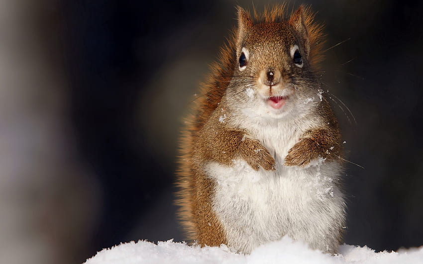 Animals, Squirrel, Snow, Fluffy, Muzzle HD wallpaper