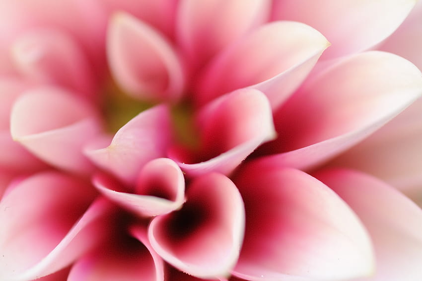 Petals, close up, pink flower, Dahlia HD wallpaper