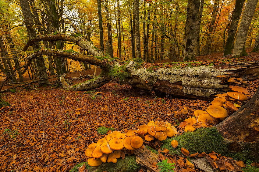 Funghi e albero abbattuto nella foresta autunnale, funghi, natura, foresta autunnale e albero abbattuto Sfondo HD
