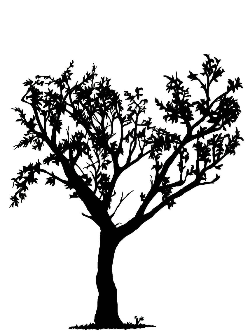 Tree Outlines Stock Photos, Images, & Pictures | Tree silhouette, Tree  outline, Tree silhouette tattoo