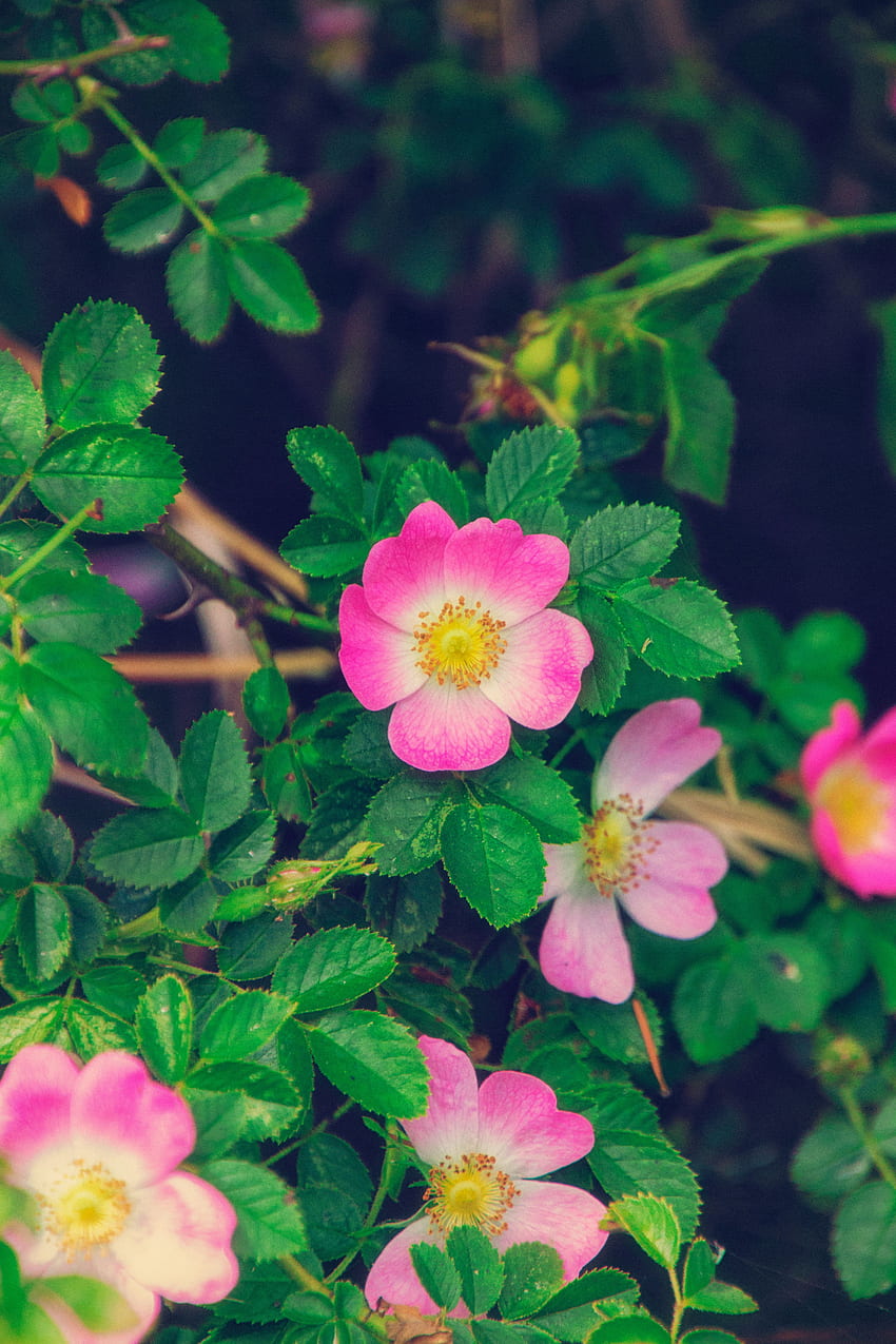 Blumen, Blätter, Rosa, Strauch, Rosenblüte, Rose, Blüte, Blüte, Wildrose HD-Handy-Hintergrundbild