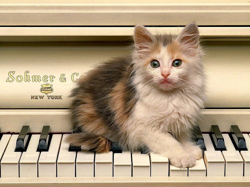 Gatos, gatitos, instrumento musical. Las mejores , lindo piano fondo de pantalla