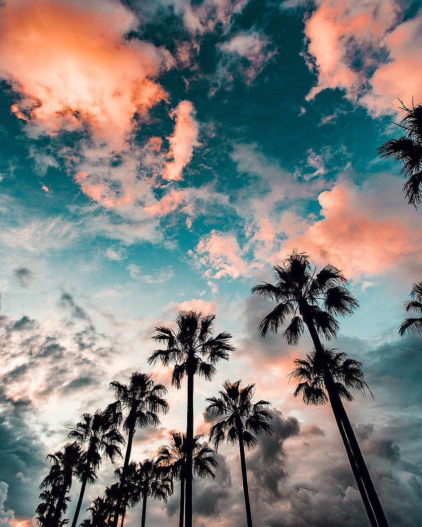 Tumblr - Palm Trees California Sky HD phone wallpaper