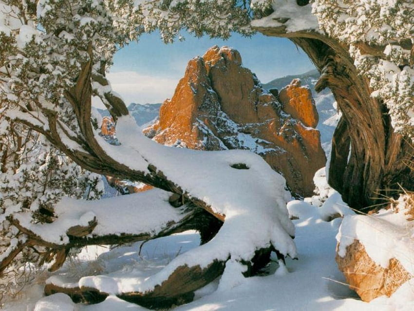 A Framed Mountain, snow, tree, limbs, mountain HD wallpaper