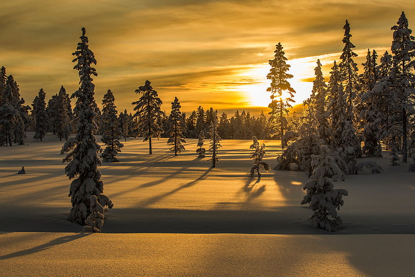 ฤดูหนาว ธรรมชาติ ต้นไม้ พระอาทิตย์ตก หิมะ ต้นสน วอลล์เปเปอร์ HD