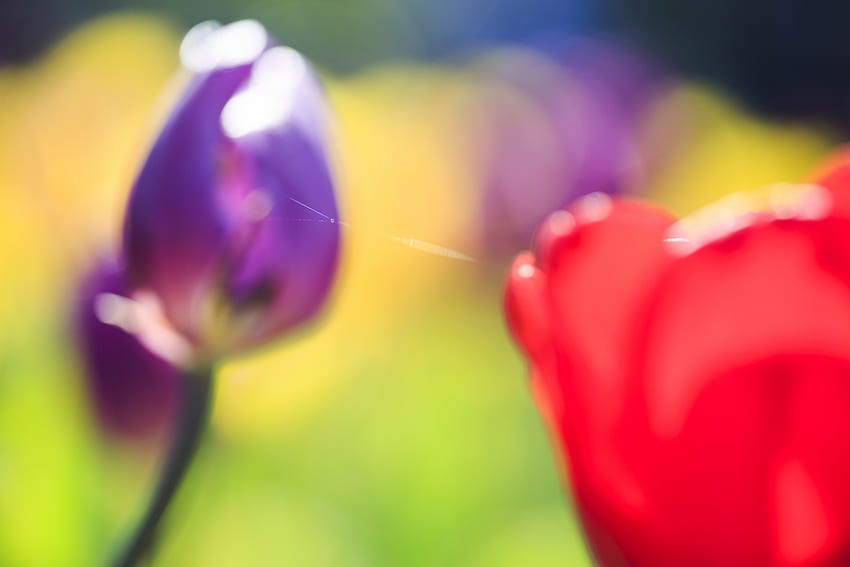 Flowers, Tulips, Macro, Blur, Smooth, Greens HD wallpaper