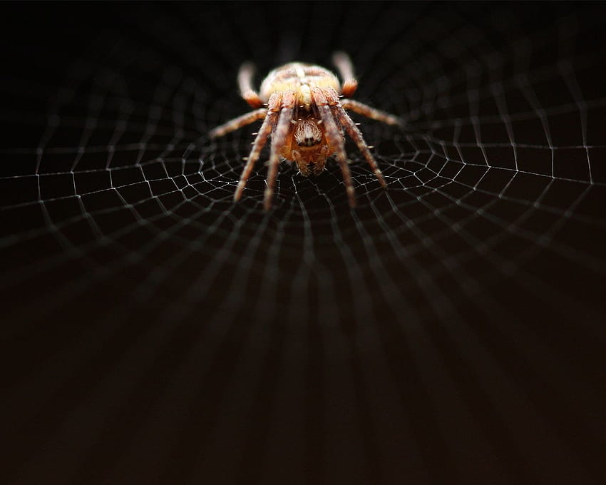 spider, web, net, weave, crawl, Dark Web HD wallpaper