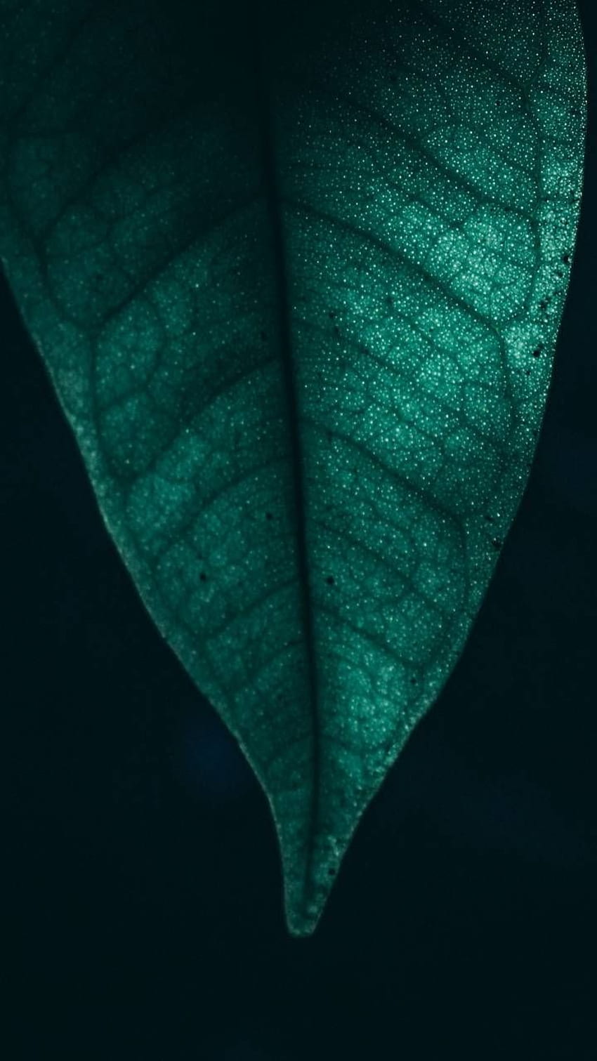 Green Leaf By P3TR1T 9f Now. Browse Millions Of Popular Close Up. Background, Leaves Iphone, Android , Leaves HD phone wallpaper