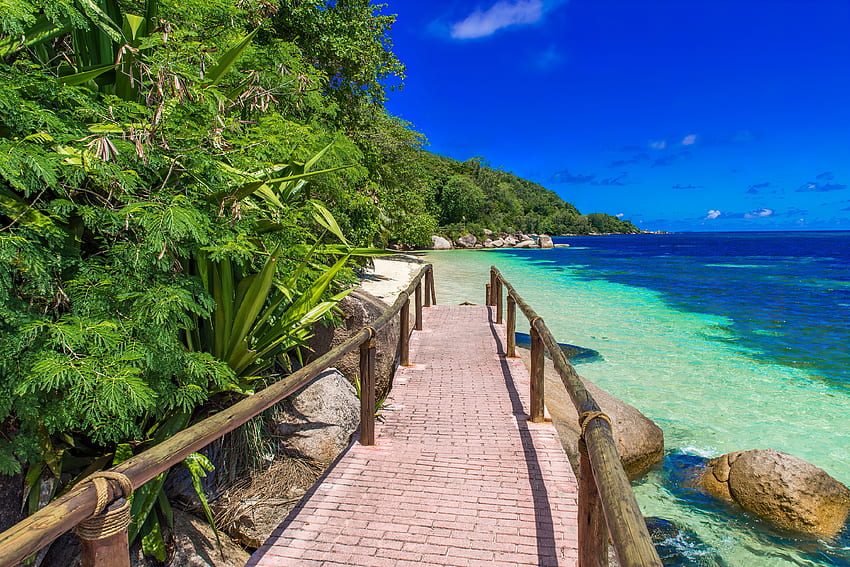 Path at paradise coast, palms, sea, plants, tropical, path, coast, paradise, beautiful, beach, summer, sky, water, clear HD wallpaper