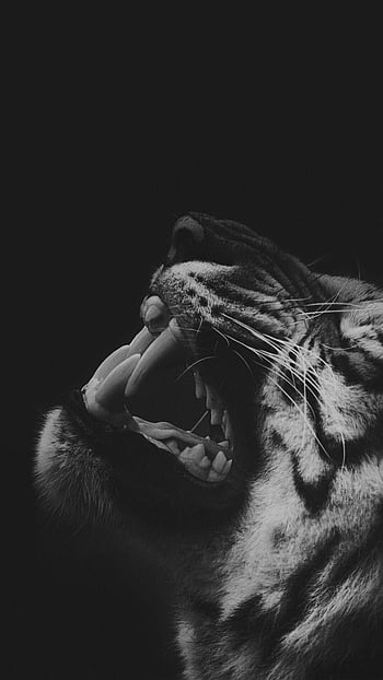 Download Black And White Harimau Looking Up Wallpaper | Wallpapers.com
