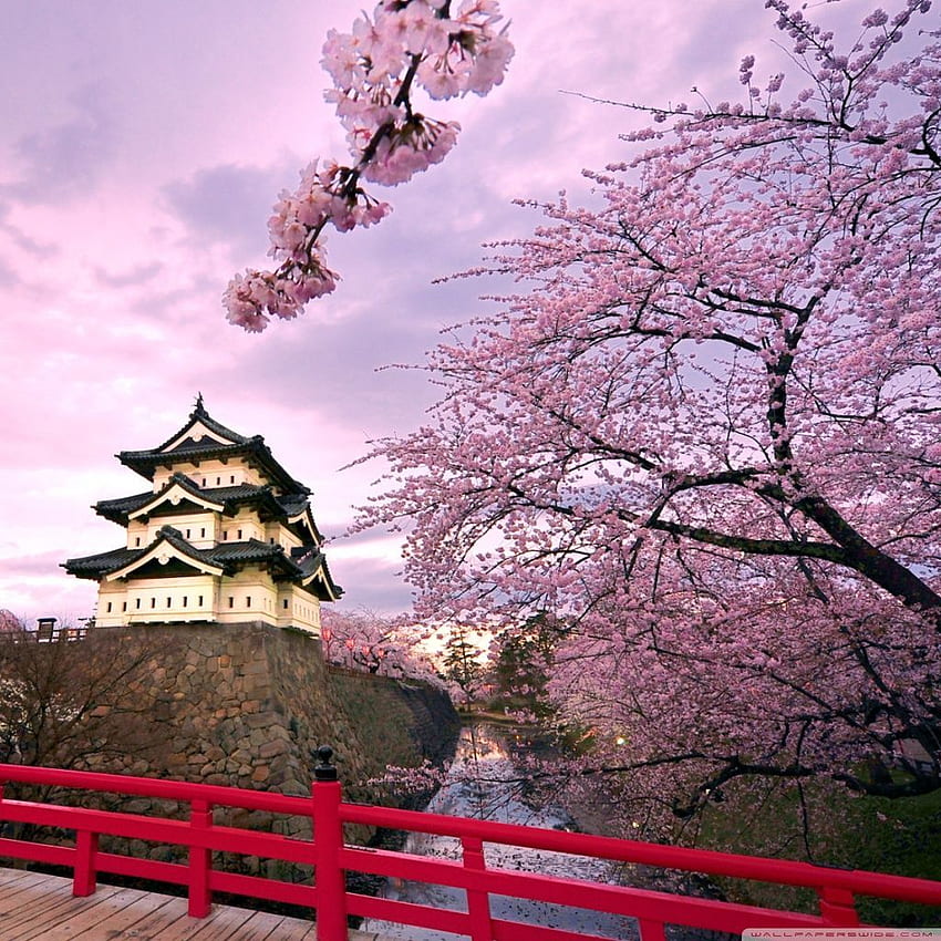 벚꽃, 일본 : 고화질 HD 전화 배경 화면