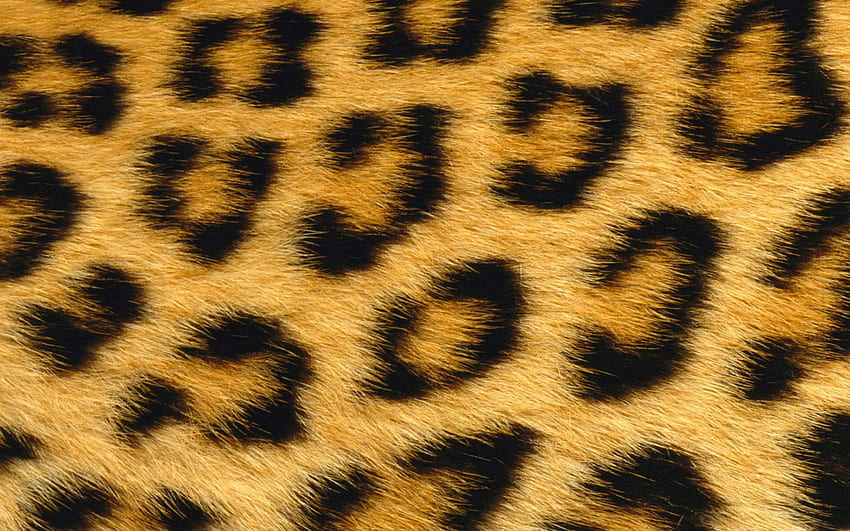 Leopardenhaut, Leopard, Haut HD-Hintergrundbild