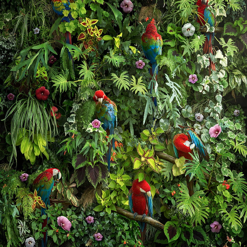 Ara, pappagalli, uccelli, foresta, fiori, foglie, , animali / Scelti dall'editore,. per iPhone, Android, Mobile e Sfondo del telefono HD