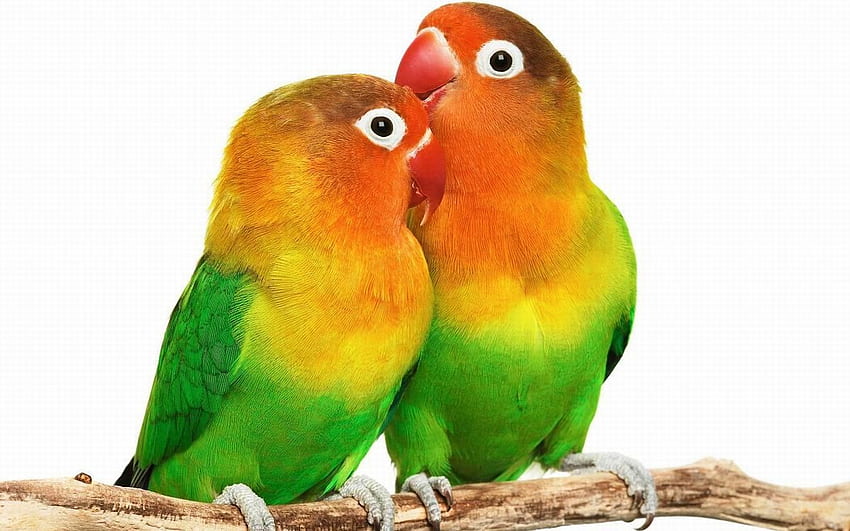 Why Do Lovebirds Add Paper to Their Tails? - METACHIRP. Bird , Parrot, Bird, Cute Parrot HD wallpaper