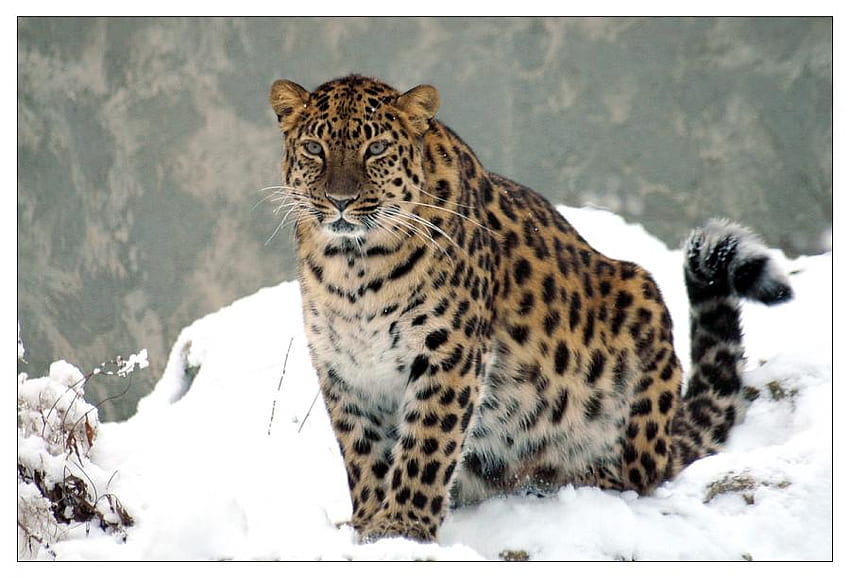 LEOPARDO EN LA NIEVE, animal, leopardo, nieve, gato, salvaje fondo de pantalla