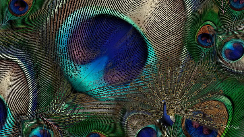 Peacock Fullscreen Fresh - Peacock Feather - - HD wallpaper | Pxfuel