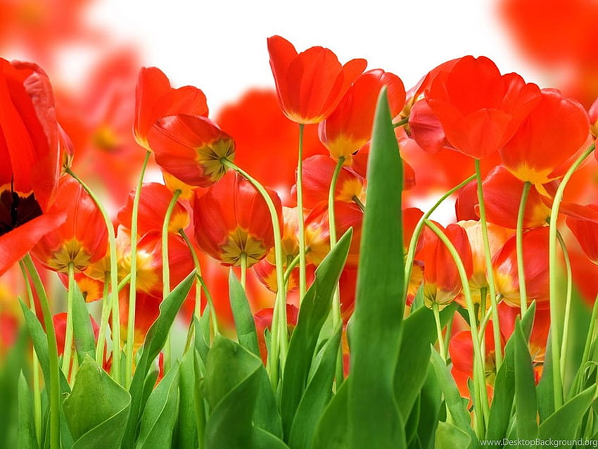 Duży rozmiar Tulipan 8 － Kwiat . Tło, Duży Kwiat Tapeta HD