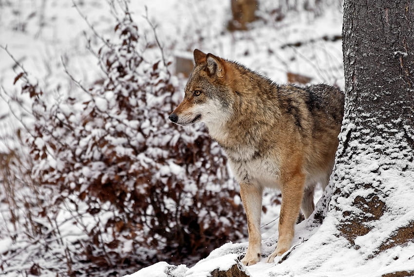 Faites attention, wolf, forest, snow, tree HD wallpaper