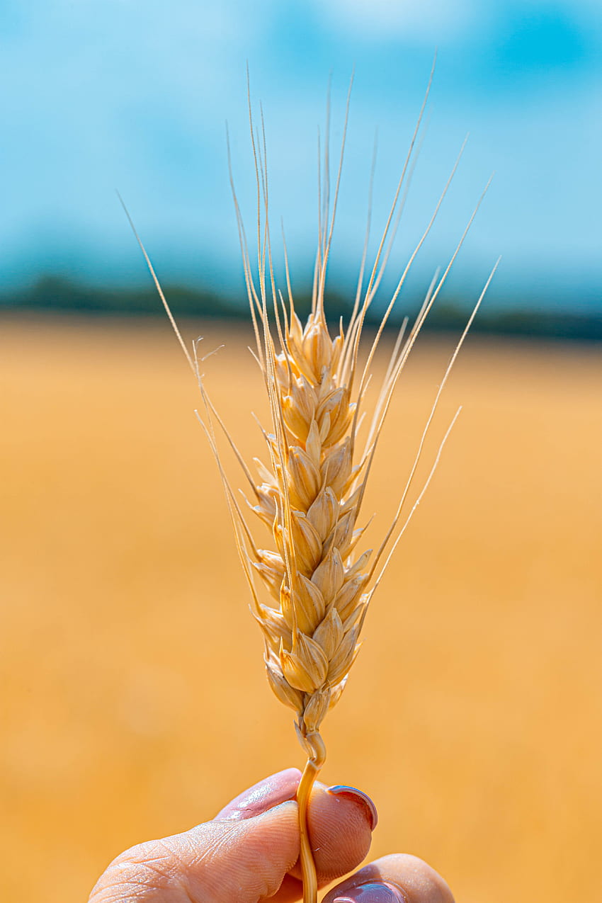 Weizen, Makro, Nahaufnahme, Körner, Getreide, Ährchen, Getreide HD-Handy-Hintergrundbild