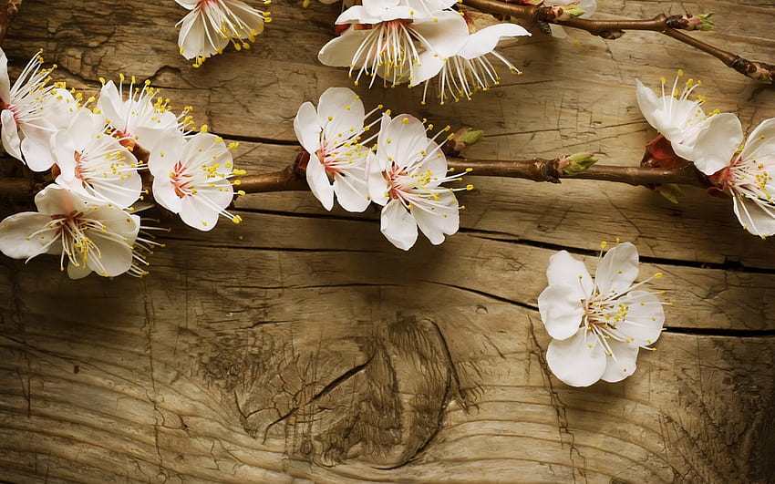 Apple blossom, twig, spring, branch, springtime, wood, flower, apple tree, blossom HD wallpaper